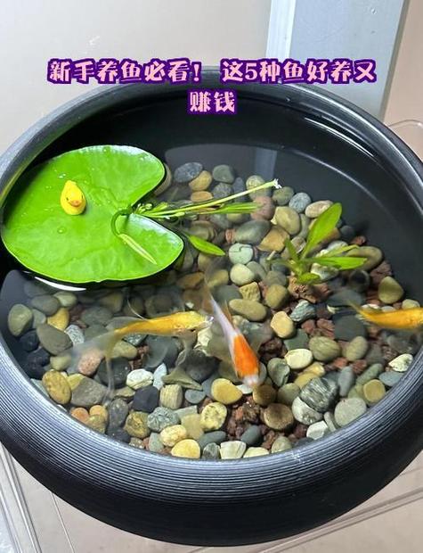 养鱼怎么才能赚钱