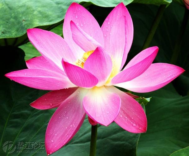 金桥荷缘歌词