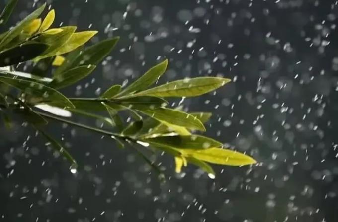春雨免费版在线观看全集电影视频缩略图