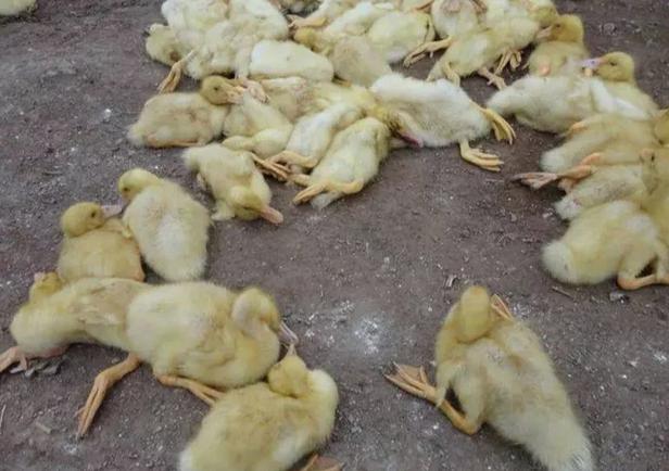 鸭子呼肠孤病用什么药