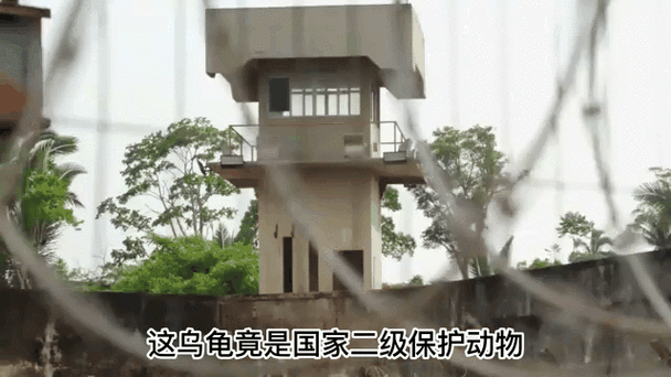 乌龟服监狱任务大全