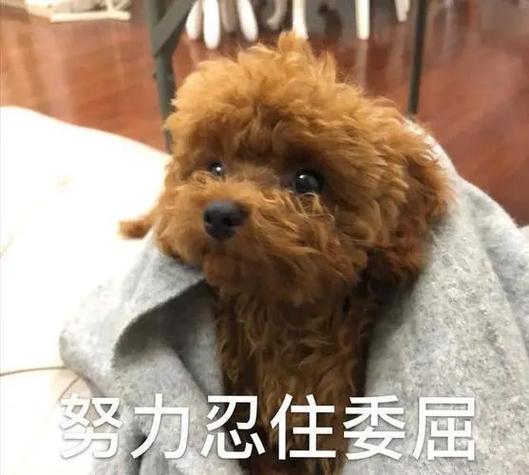 泰迪狗开心朋友圈说说