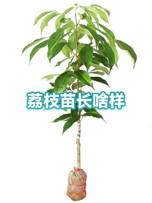 荔枝幼苗长什么样子