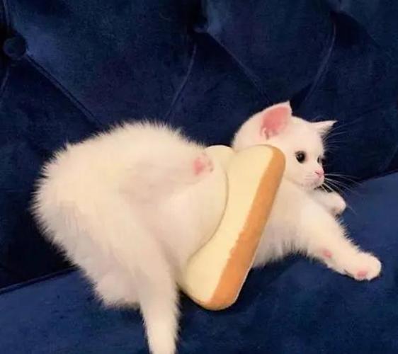 猫走路一晃一晃的站不稳