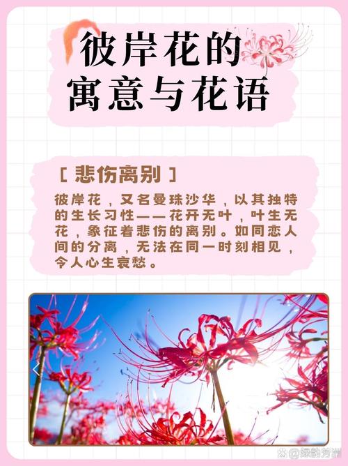 曼珠沙华表达什么意思