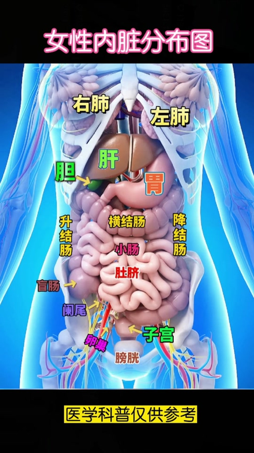 人体内脏位置图片