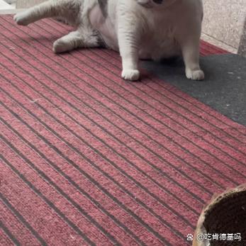 一只懒猫游戏截图