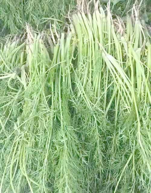 茴香根茎