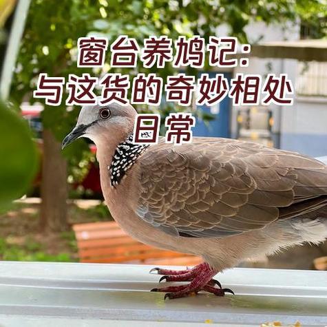 鸽子不请自来十大预兆截图