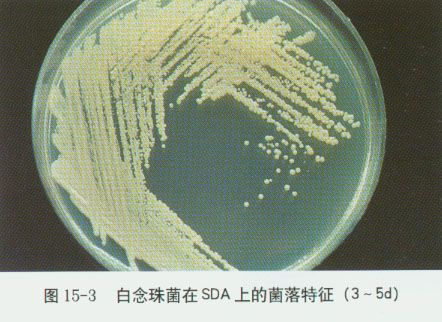 白色念珠菌形态特征