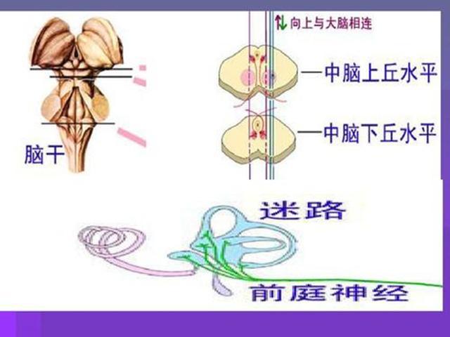 上丘和下丘合称为什么