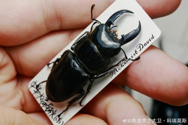 避日蛛vs中华大扁锹视频