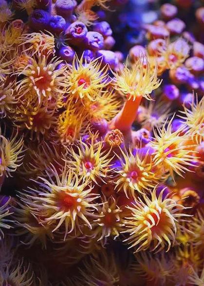 海底植物花照