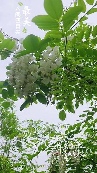 杨花落是哪个季节