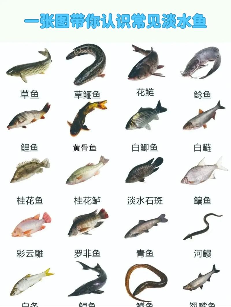 扫一扫看图识鱼缩略图