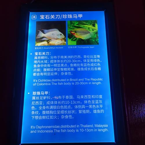 鲸鱼宝的最新消息截图