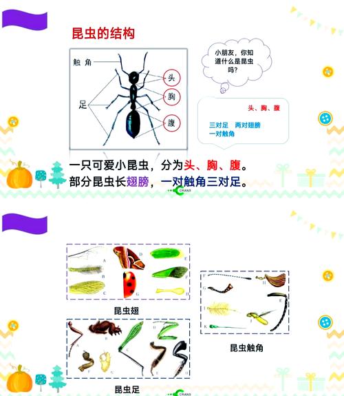 工作虫是什么