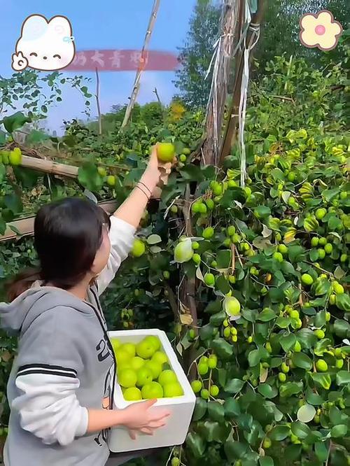 牛奶枣大的好还是小的好