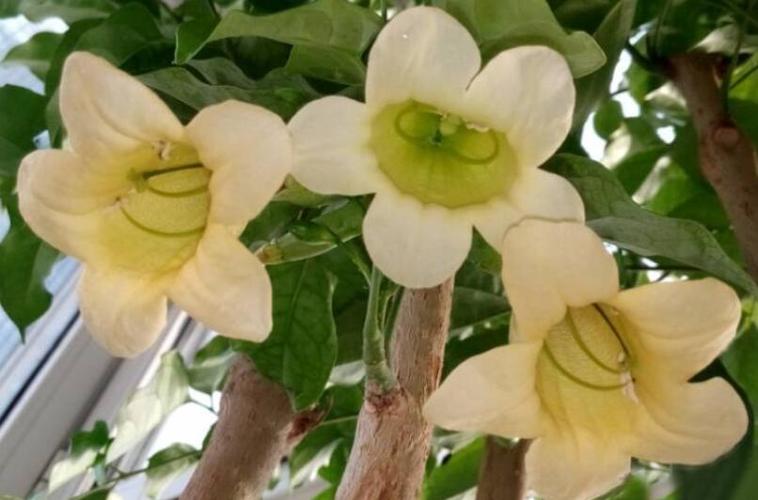 家里再穷也要养这3种花