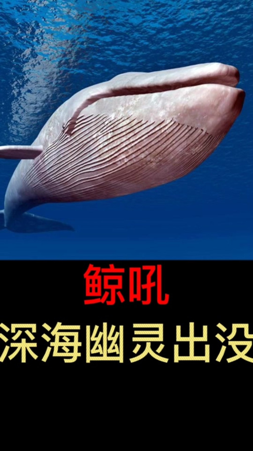 鲸鱼叫声的纯音乐