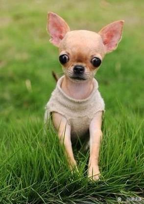 600元左右的小鹿犬截图