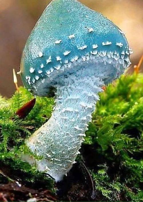 泰拉瑞亚青色蘑菇