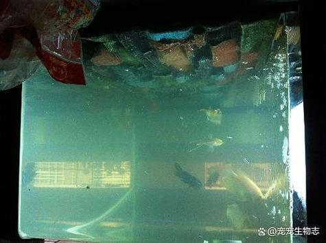 鱼缸水突然变浑浊原因
