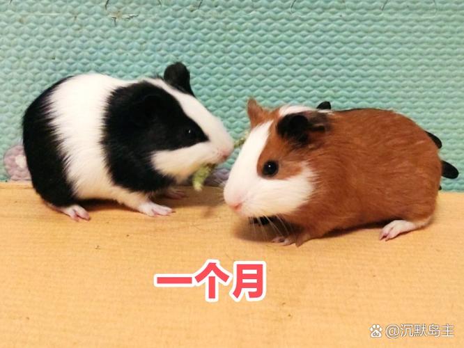 猪的愿望是什么