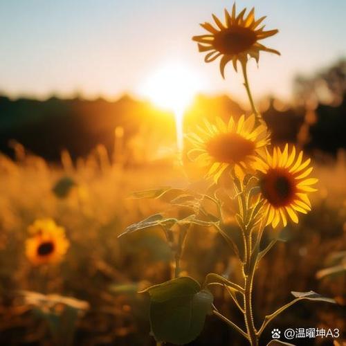 心情好又暖资源