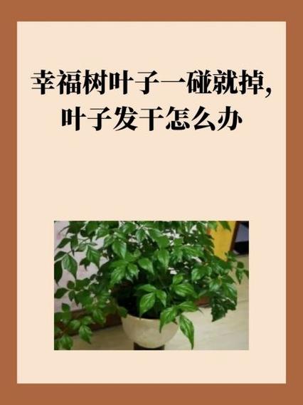 幸福树叶子一碰就掉怎么办
