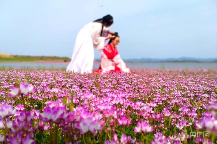 云好花赏