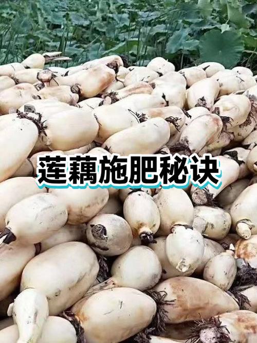 莲藕最忌三种肥料