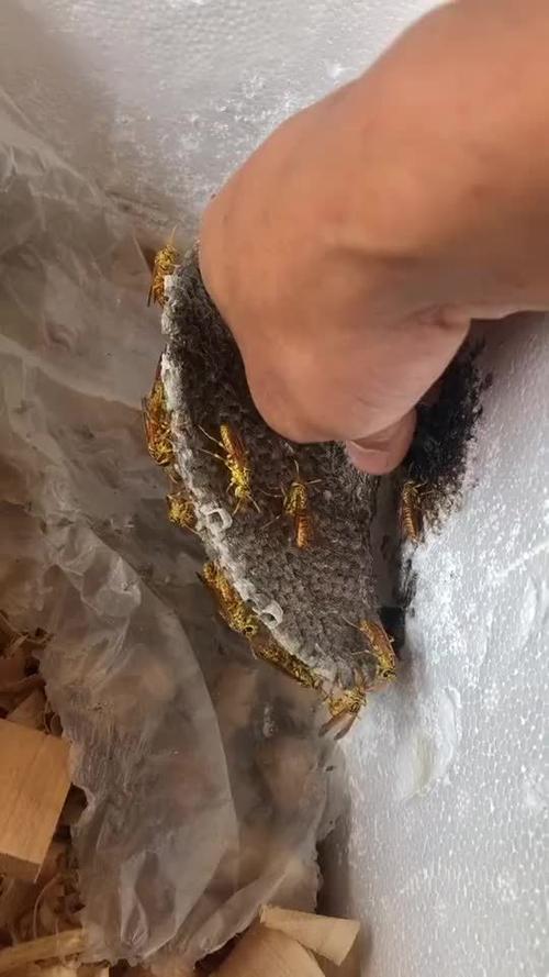 蜜蜂红包