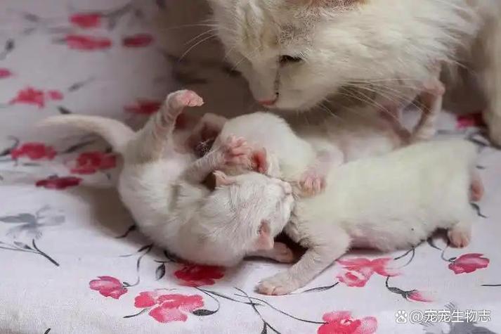 捡了只猫有什么预兆