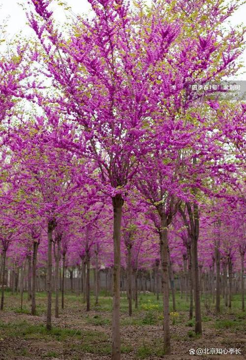 荆州市花确定后城市变化