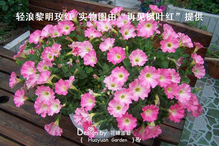 花缘简介