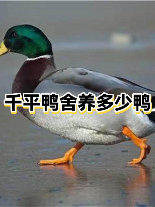 养一千只鸭子的利润