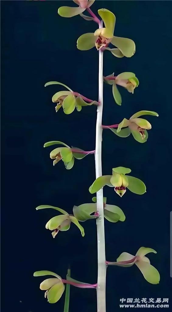 端蕙兰花