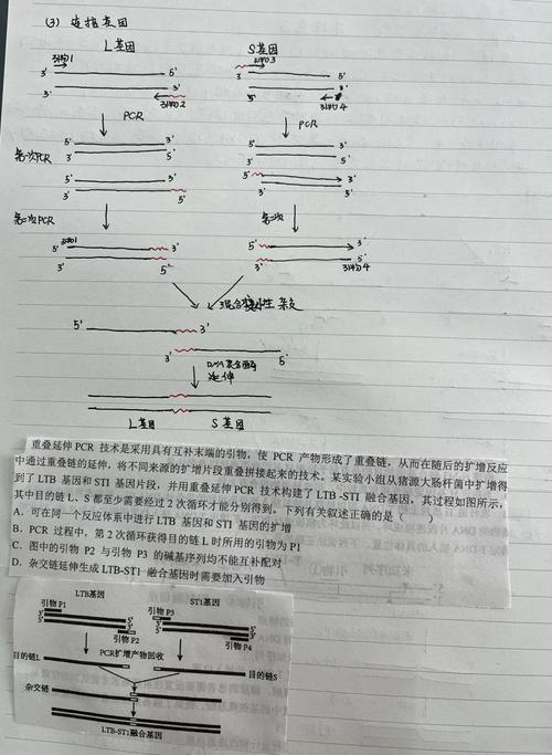 重叠延伸pcr原理图解