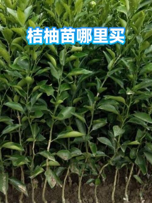 桔柚果平台靠谱吗