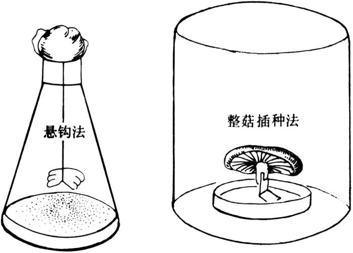 食用菌菌种制作技术