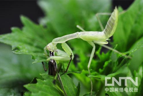 主角是螳螂的小说