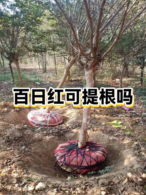 百日红树多少钱一棵