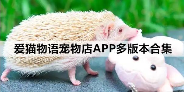 爱猫物语宠物店怎么进