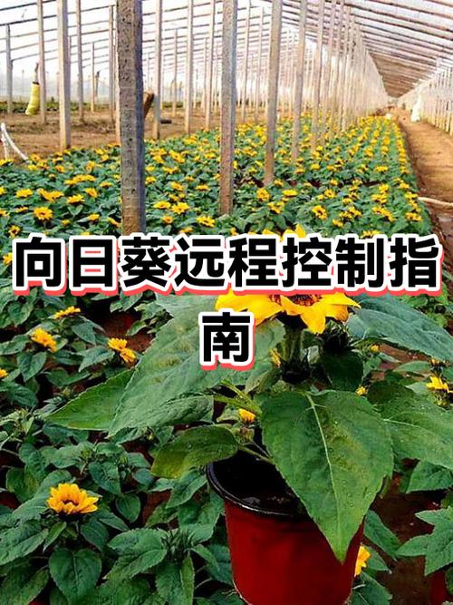 向日葵怎么设置自动接受远程