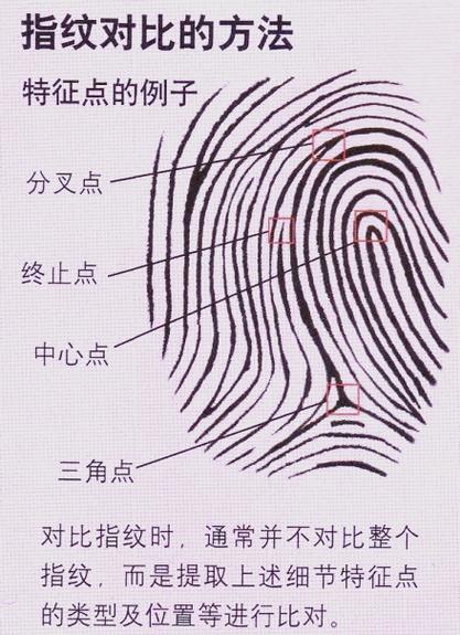 指纹识别安全吗