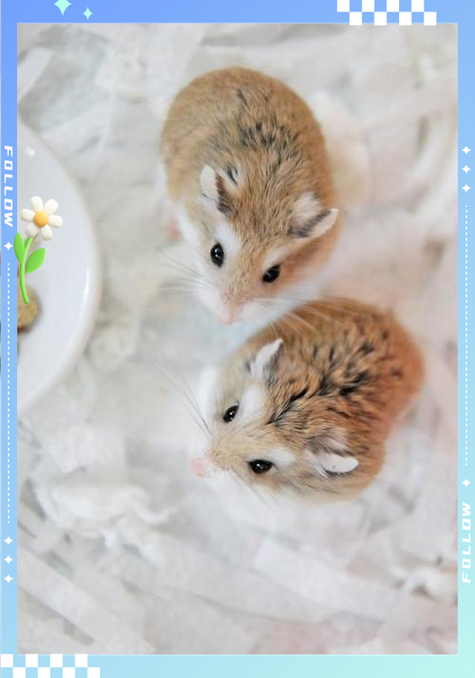 仓鼠晚上跑的原因