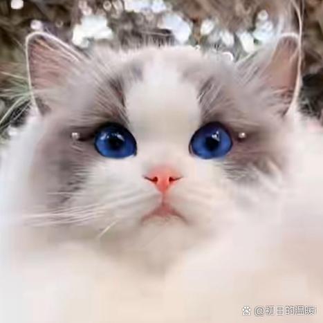 bemyeyes安卓版下载