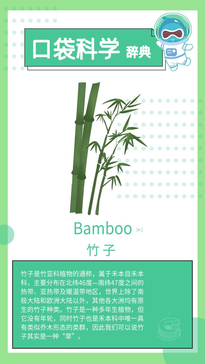 竹子英文是可数还是不可数