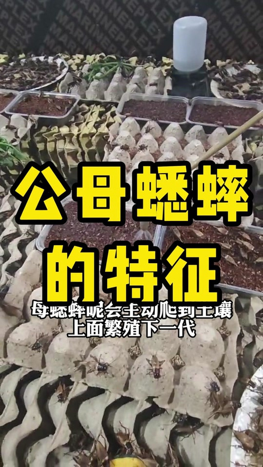 雄蟋蟀和雌蟋蟀区别